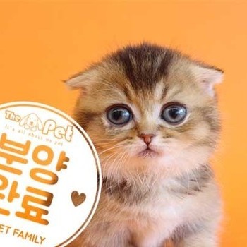먼치킨 ♂ 12.3 분양완료