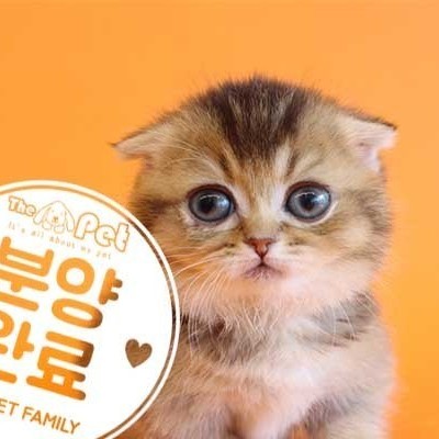 먼치킨 ♂ 12.3 분양완료