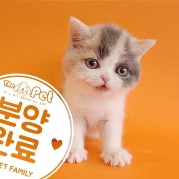 브리티쉬숏헤어 ♀ 12.22 분양완료