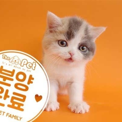 브리티쉬숏헤어 ♀ 12.22 분양완료