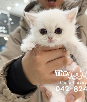 브숏 분양후기(25.12.13)