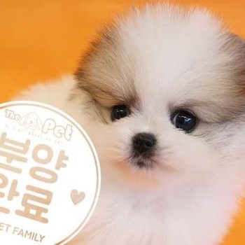  포메라니안 ♀ 4.22 분양완료
