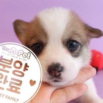 웰시코기 ♂ 5.21 분양완료