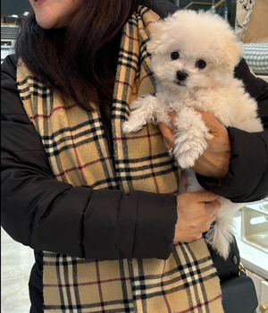 말티푸 분양후기 [25.1.22]