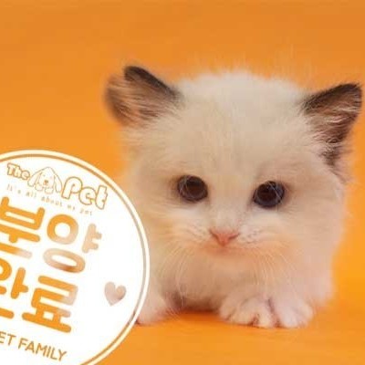 랙돌 ♂ 7.13 분양완료