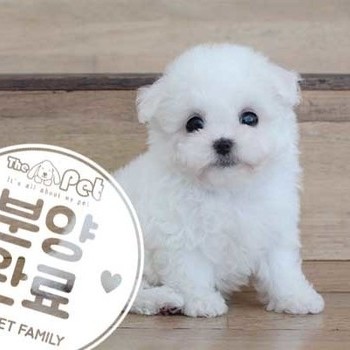 비숑프리제 ♂ 5.27 분양완료