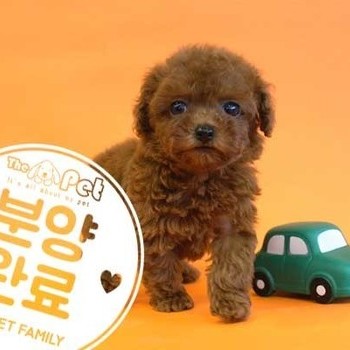 푸들 ♀ 5.14 분양완료