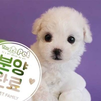 비숑프리제 ♂ 1.17 분양완료