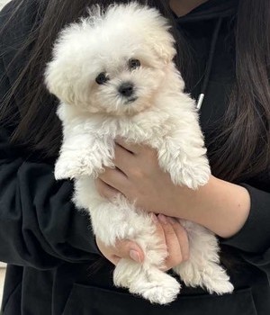 비숑프리제 분양후기 [25.2.2]