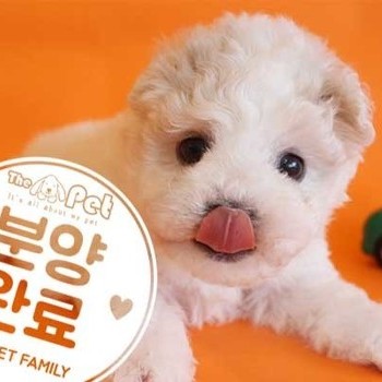 비숑프리제 ♀ 3.29 분양완료