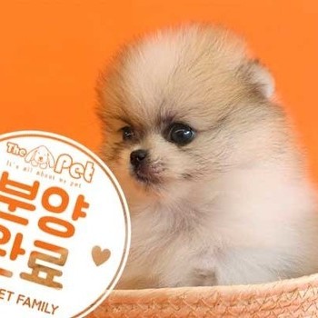 포메라니안 ♀ 6.17 분양완료