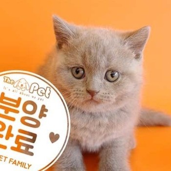 브리티쉬숏헤어 ♂ 1.23 분양완료
