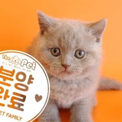 브리티쉬숏헤어 ♂ 1.23 분양완료