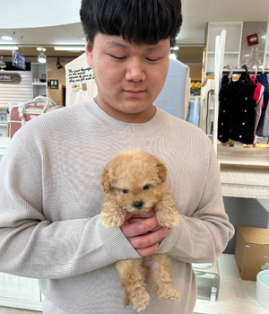 말티푸 분양후기 [24.12.25]