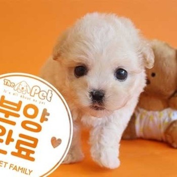 푸들 ♂ 2.28 분양완료