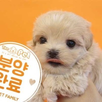 말티푸 ♂ 7.15 분양완료