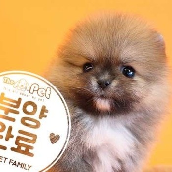 포메라니안 ♂ 11.25 분양완료