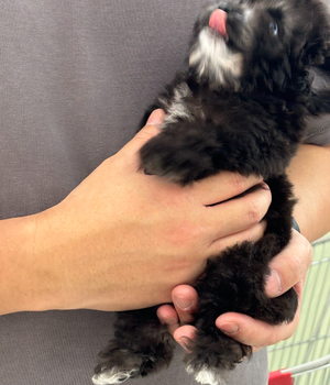 말티푸 분양후기[25.4.12]