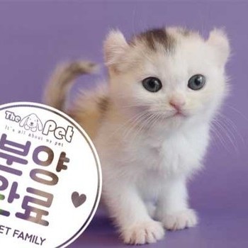 아메리칸컬 ♀ 4.16 분양완료