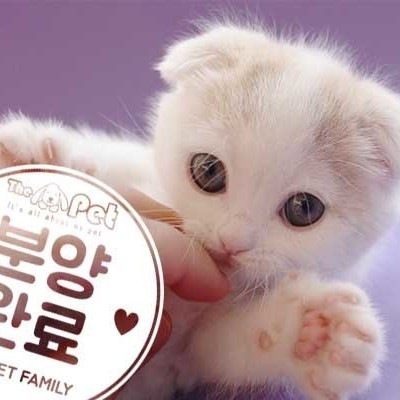  스코티쉬폴드 ♂ 1.30 분양완료