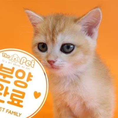 브리티쉬숏헤어 ♂ 1.10 분양완료