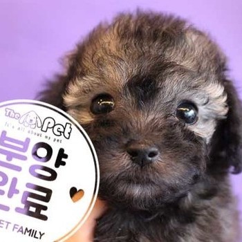 푸들 ♀ 10.15 분양완료