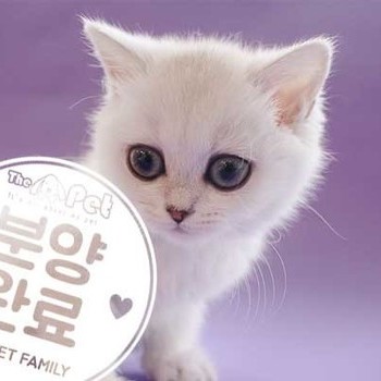 브리티쉬숏헤어 ♀ 1.29 분양완료