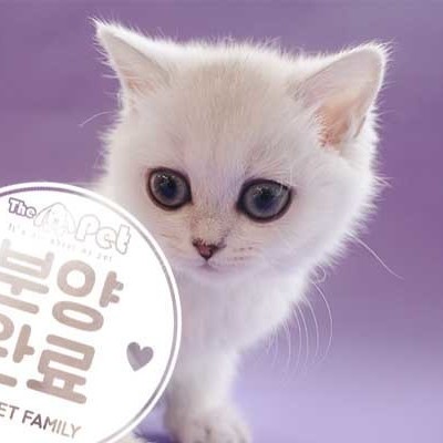 브리티쉬숏헤어 ♀ 1.29 분양완료