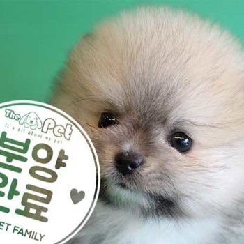 포메라니안 ♂ 11.12 분양완료