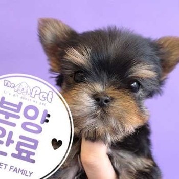 요크셔테리어 ♂ 1.17 분양완료