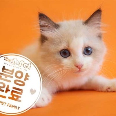 랙돌 ♀ 7.22