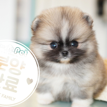 포메라니안 ♂ 9.16