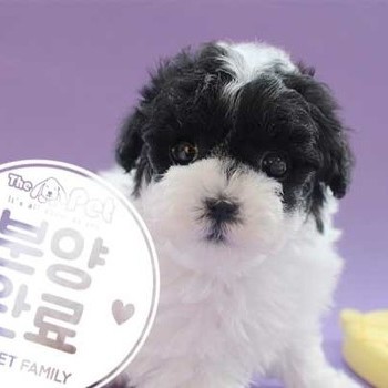 푸들 ♀ 1.31 분양완료