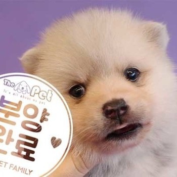 폼스키 ♂ 11.5 분양완료
