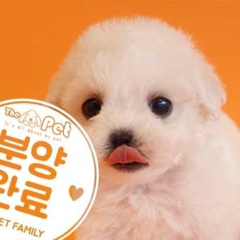 비숑프리제 ♂ 1.10 분양완료