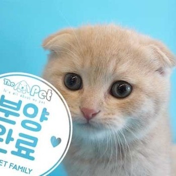 스코티쉬폴드 ♂ 2.14 분양완료