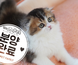 하이랜드폴드 ♂ 10.5