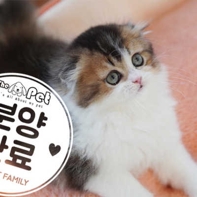 하이랜드폴드 ♂ 10.5
