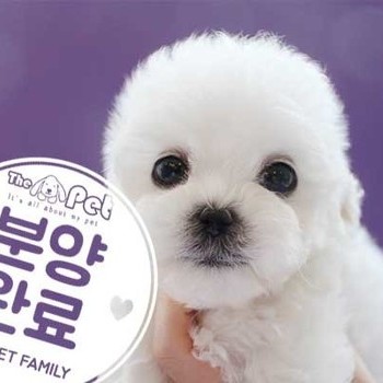 비숑프리제 ♂ 1.28 분양완료