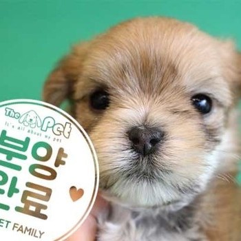 몰키 ♀ 11.13 분양완료