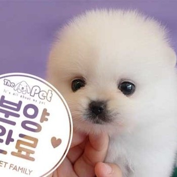  포메라니안 ♂ 4.30 분양완료
