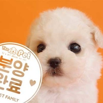 비숑프리제 ♂ 3.26 분양완료
