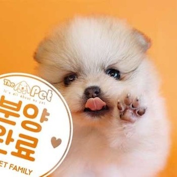 포메라니안 ♀ 7.8 분양완료
