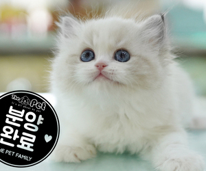 랙돌 소이 ♀ 9.2