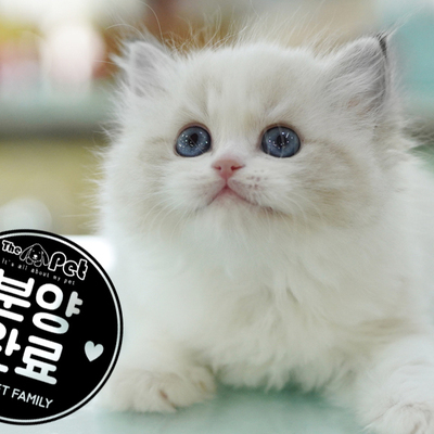 랙돌 소이 ♀ 9.2