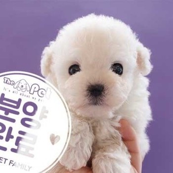 푸들 ♀ 1.30 분양완료