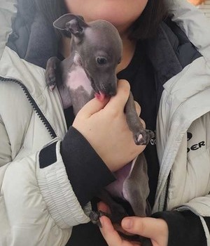 이탈리안그레이하운드 분양후기 [25.2.20]