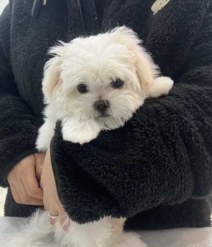 말티즈 분양후기 [25.2.10]