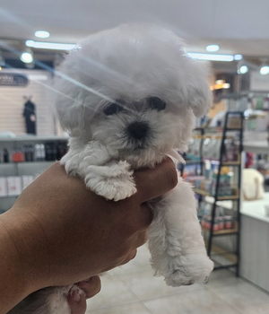 비숑프리제 분양후기[25.4.18]