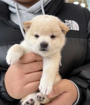 시바이누 분양후기 [25.1.5]